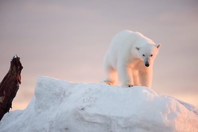 A young polar bear stares wistfully at the recently butchered carcass of a bowhead. While spring and fall whale hunts provide a source of food for the bears, the fall hunt is especially critical for bears on the verge of starvation caused by reduced pack ice in the summer months. Many Iñupiat prefer to let the bears feed provided they maintain a safe distance from people.