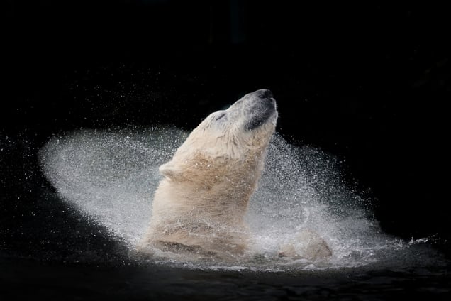 Polar bear enjoying his bath