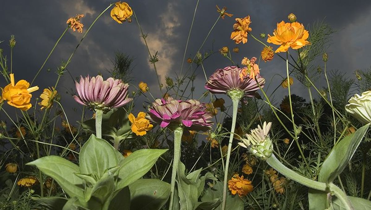 Flowers © Tony Mendoza