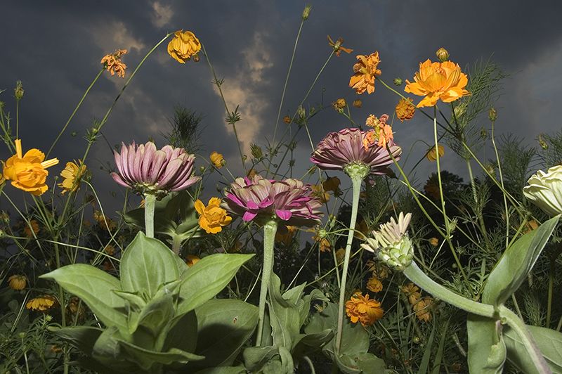 Flowers - Photographs and text by Tony Mendoza | LensCulture