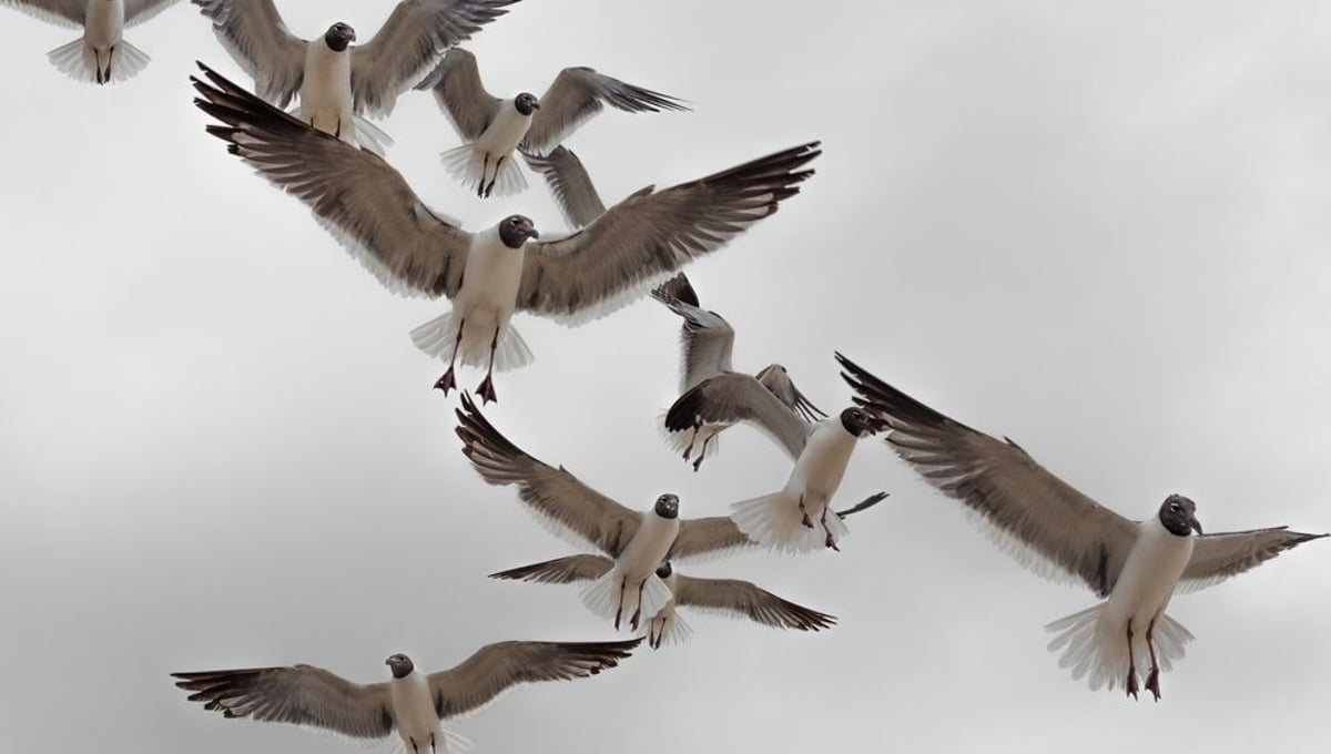Swarming Behavior