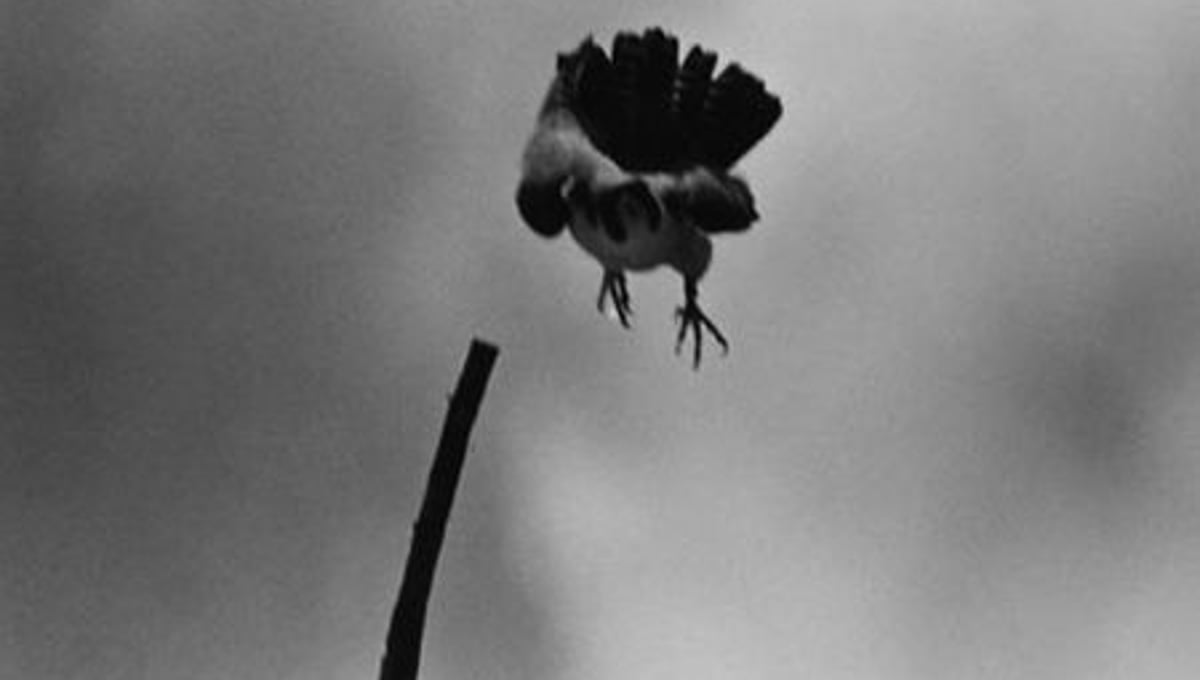 The Attack, 1991, © Sylvia Plachy