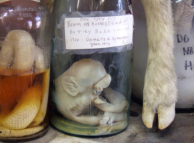 In the Tower Museum, 2007.