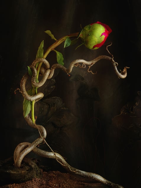 Nature's Embrace