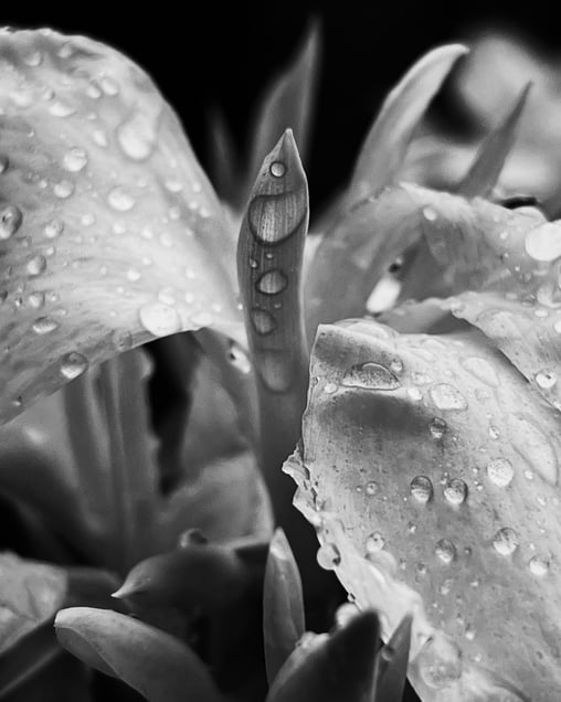 Spring Rain