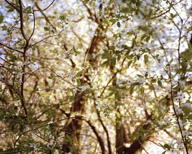 Garden of Eden© Marius Schultz