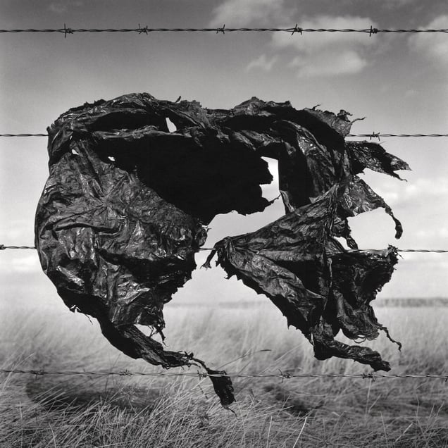 Snag #2 - 11th Avenue N.E., Medicine Hat, AB, Canada