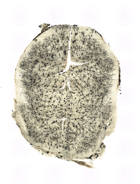 Untitled, 2015. Courtesy of the artist.