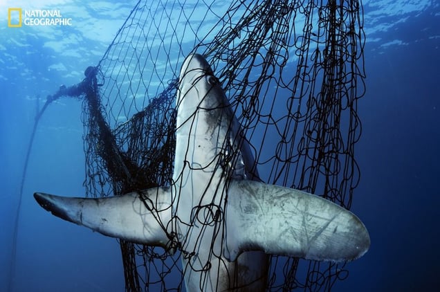 Snared and doomed by a gill net, a thresher shark is among an estimated 40 million sharks killed each year just for their fins. Drawing attention to this unsustainable practice has led some countries to ban the trade of shark fins, considered a delicacy in Asia. From the October 125th anniversary issue of National Geographic magazine © Brian Skerry/National Geographic