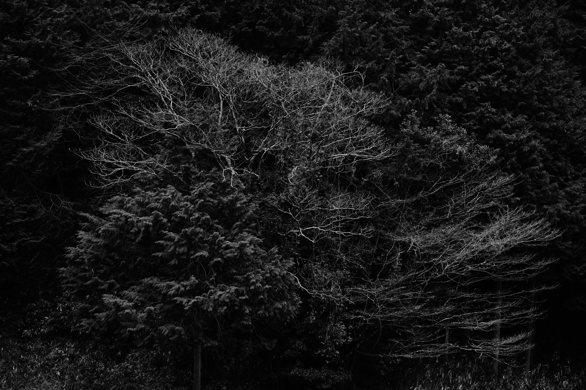 forest phantom obsession