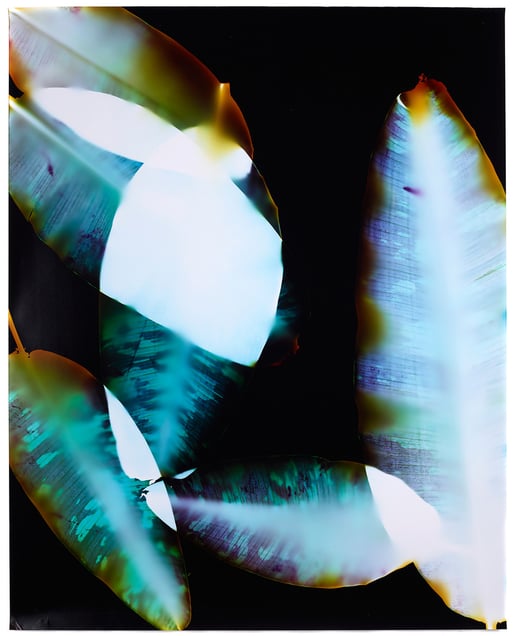 10.	How Forests Think #3Unique chromogenic photogram40x32 inches, 2014