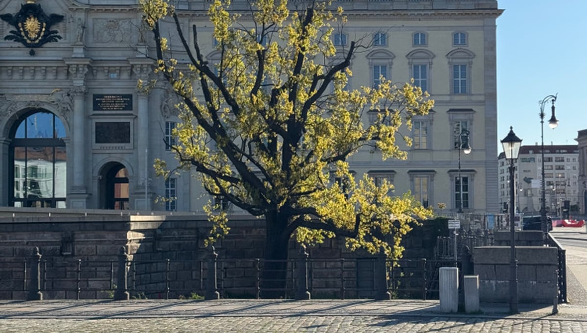 The Oak from Schlossplatz Berlin / Die Eiche vom Schlossplatz