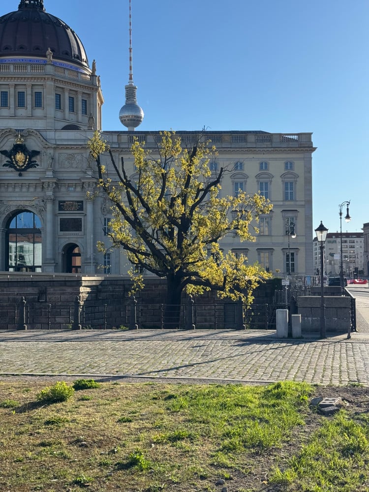 The Oak from Schlossplatz Berlin