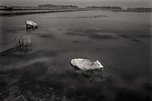 Cows paddle through water in search of pasture. Shrimp farming has increased salinity levels in the water to the extent that there is now a shortage of grass to feed the cows. Bolabaria, Satkhira. © Munem Wasif/VU'