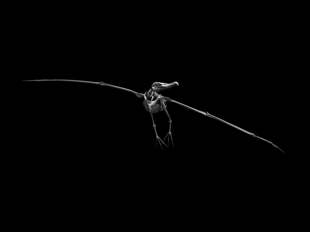 Evolution　Patrick Gries　スカル・アート Patrick Gries — EvolutionEditions Xavier Barral