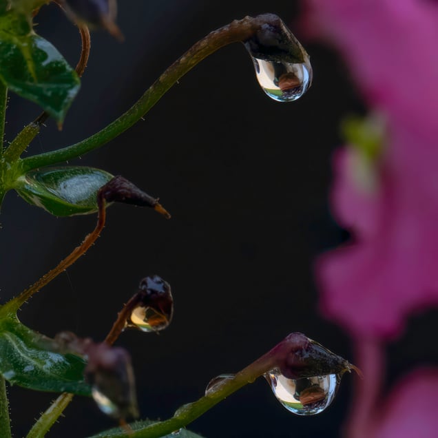 Suspended Voices