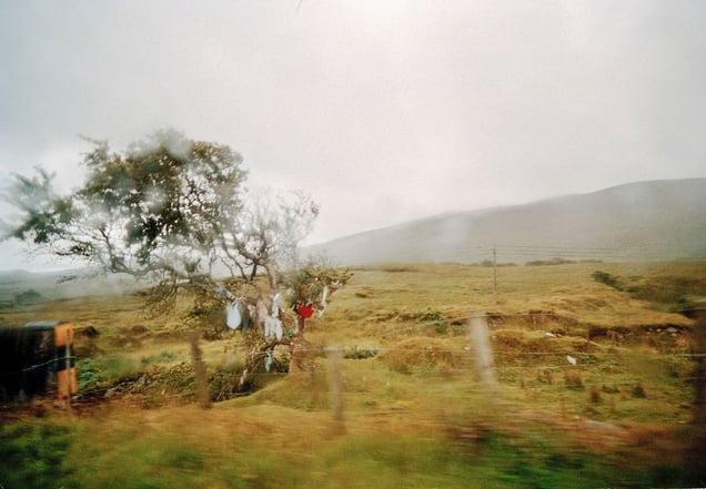 May Day Bush. From the exhibition "Landscapes" © Tom Wood