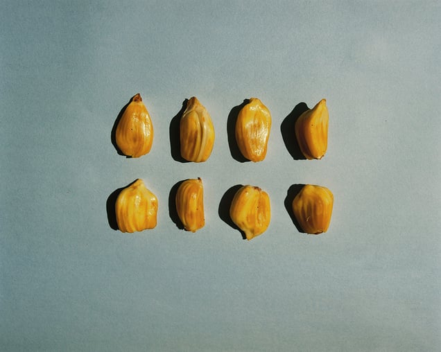 Jackfruit
