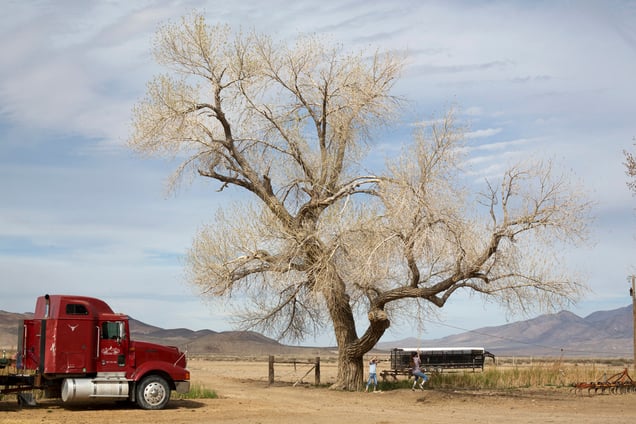 Girls playing by their mom's favourite tree in the old ranch, Dixie Valley, Nevada 2013