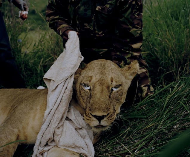 lioness # III, lewa conservancy, northern kenya-from the series 'with butterflies and warriors'-David Chancellor