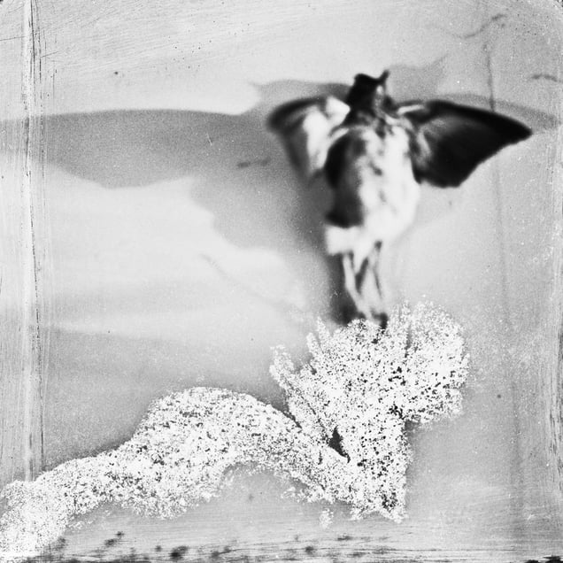 © Michael Donnor