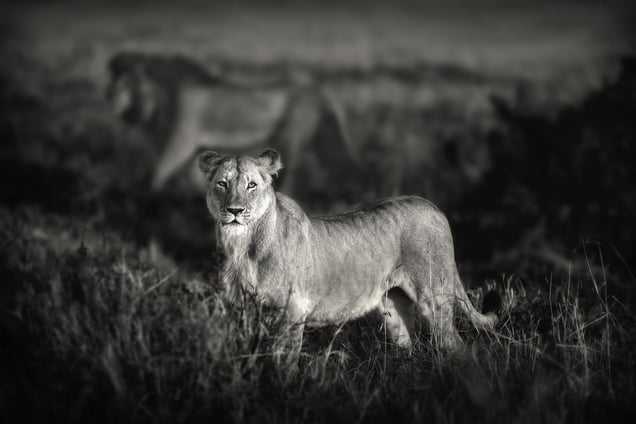 "Lions of the Mara." A lioness and the pride leader in the background are moving through the Musiara area of Masai mara, Kenya on an early morning.