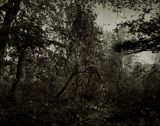 Fallen Trees