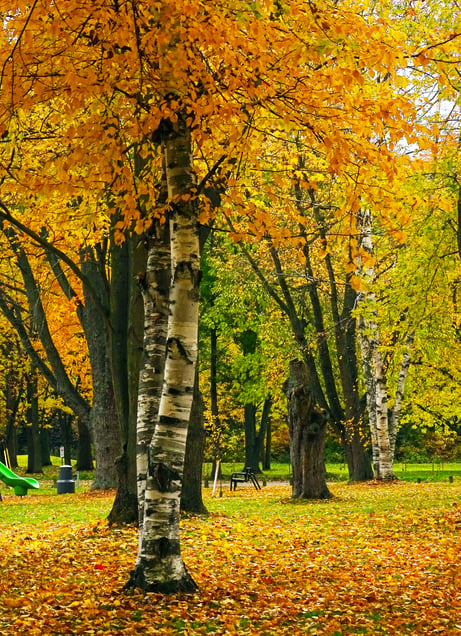 Glory of  birch