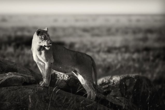 "Lioness I." A lioness in watching the great migration an early morning in Serengeti, Tanzania.