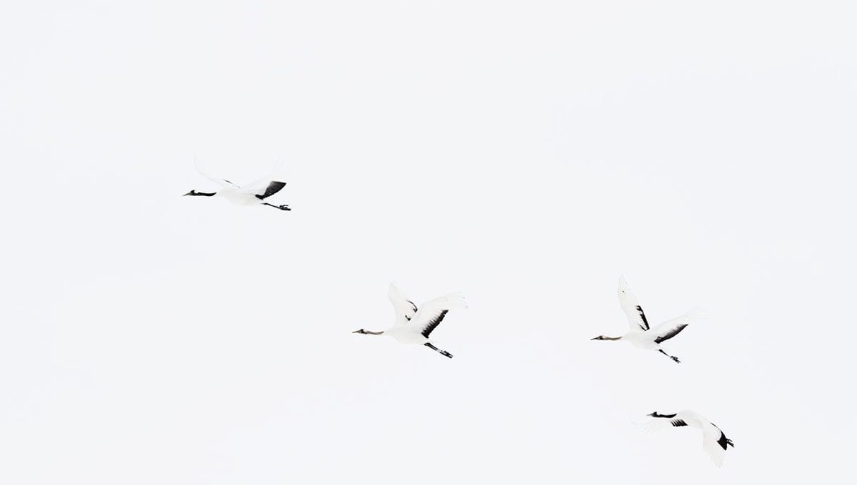 crane birds