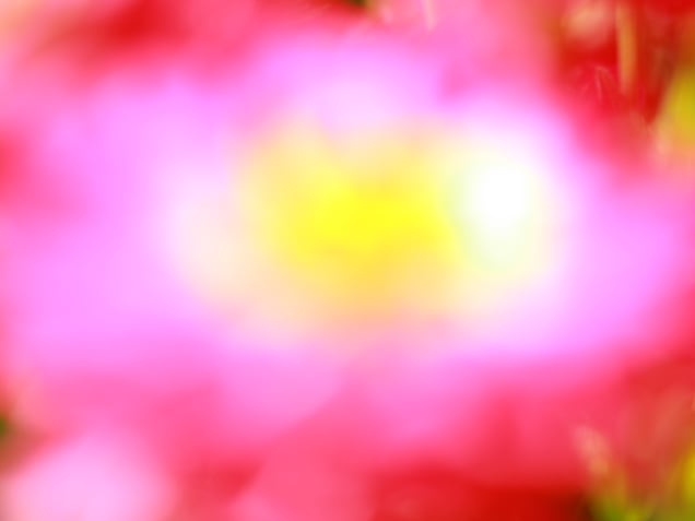 Pure Lotus