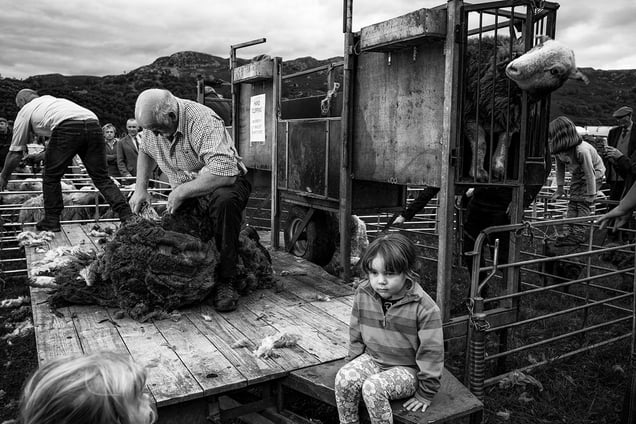 Sheep shearing.