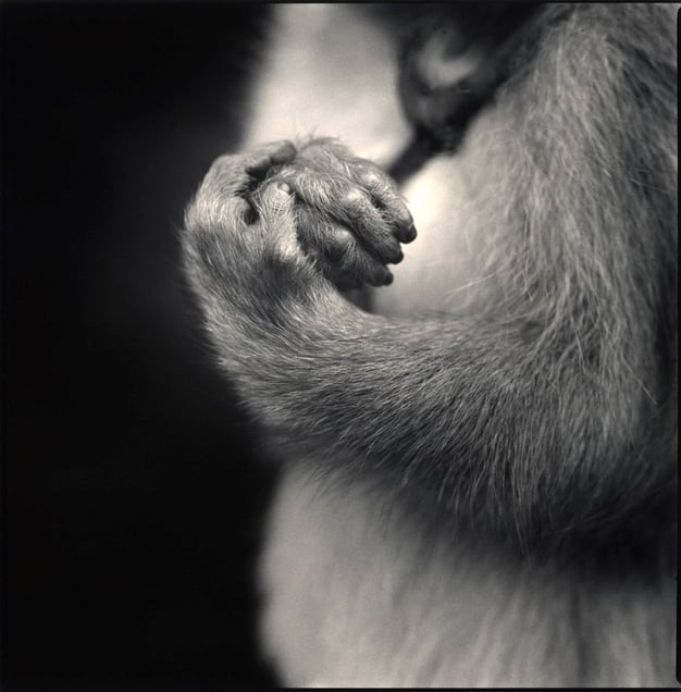 Fukunosuke's Hands, Suo Sarumawashi © Hiroshi Watanabe