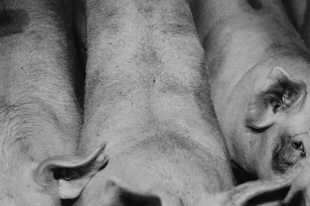 Untitled, from the series "Lebensmittel" (Food stuff). Winner of the 5th Prix Pictet © Michael Schmidt