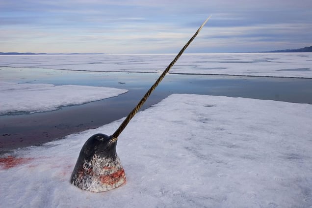 2nd prize Nature Stories © Paul Nicklen, Canada, National Geographic Magazine. Arctic ivory hunting the narwhal, Nunavut, Canada.