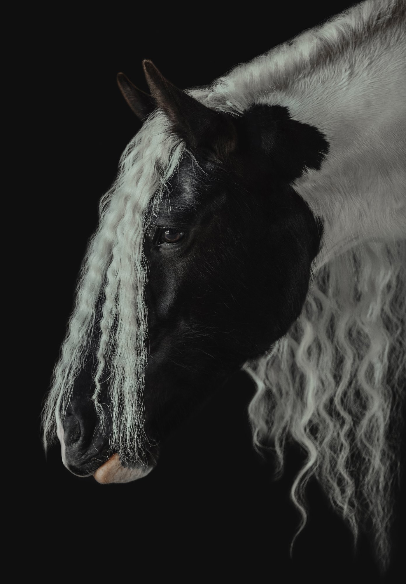 Beauty of Irish Cob 
