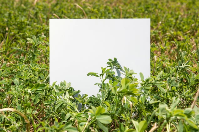 Stage: Tuscany. On the  hills of Volterra, in the southern part of Tuscany, we find Medicago sativa. Also called lucerne, this is a perennial flowering plant, cultivated as an important forage crop in many countries around the world.