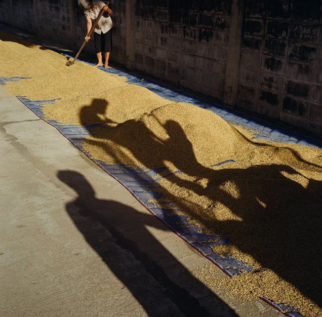 Rice harvest, Nong Bua, Nakhon Sawan. © Luke Duggleby 2025