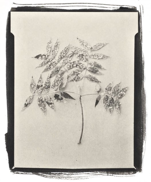 Botanical Specimen with Salt (Unidentified No. 2)© Claire A. Warden