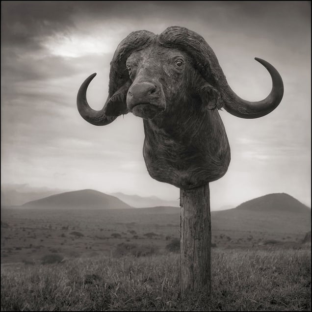 Buffalo Head Trophy © Nick Brandt. Courtesy of Edwynn Houk Gallery, New York