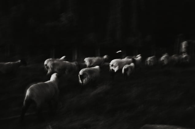 Dad with the Sheep