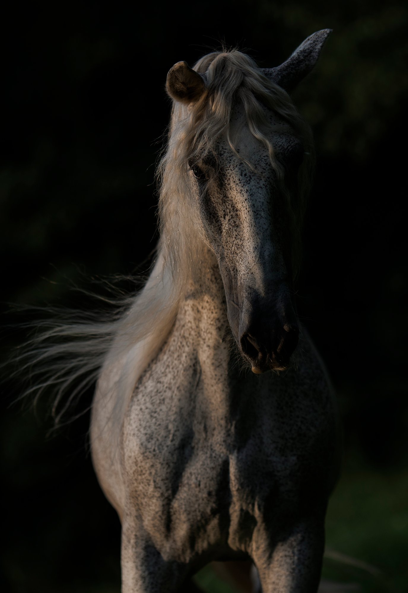 Generale Elisabett II