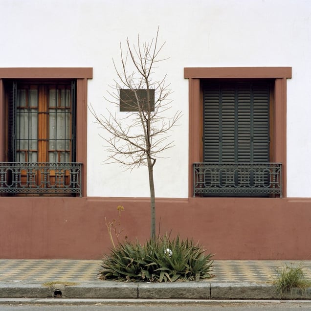 From the series Tree Portraits              © Emma Livingston