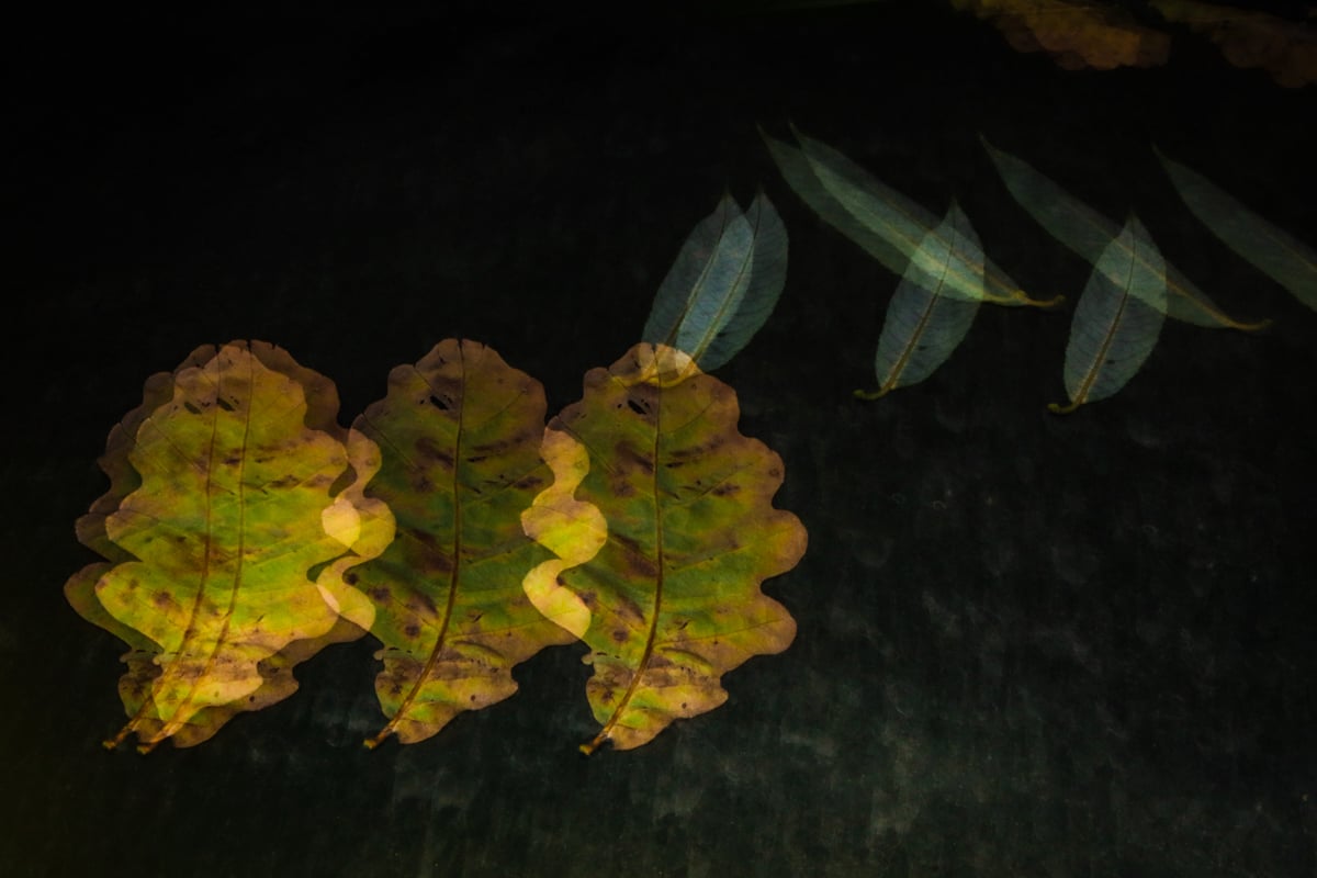 The urban herbarium, the car as a background. 