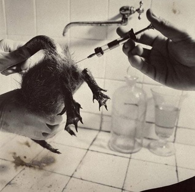 Fauna series, Myodorifera Colubercauda, 1986, Selenium toned gelatin silver print, 50 x 40 cm © Joan Fontcuberta