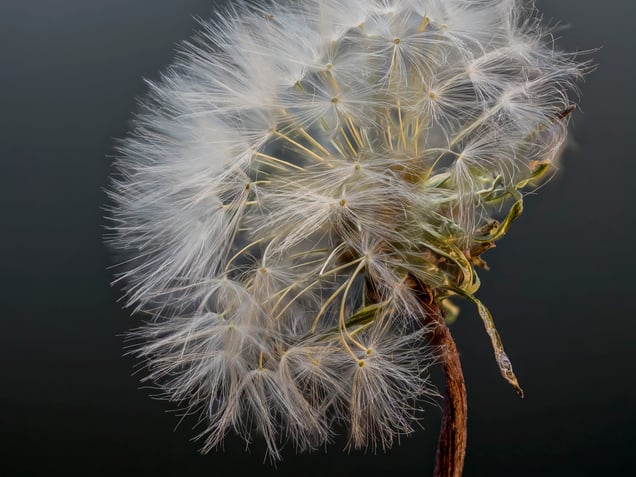 White Dandelion # 9