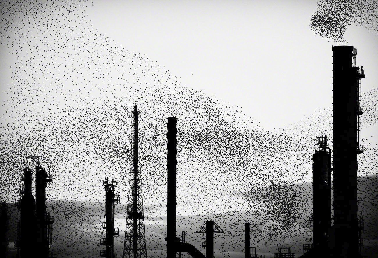 Refinery Flocks