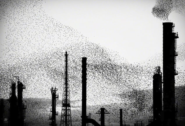 From the series "Refinery Flocks" © Massimo Cristaldi