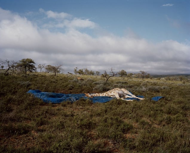 giraffe, blue sheet, eastern cape, south africa-from the series 'hunters'-David Chancellor