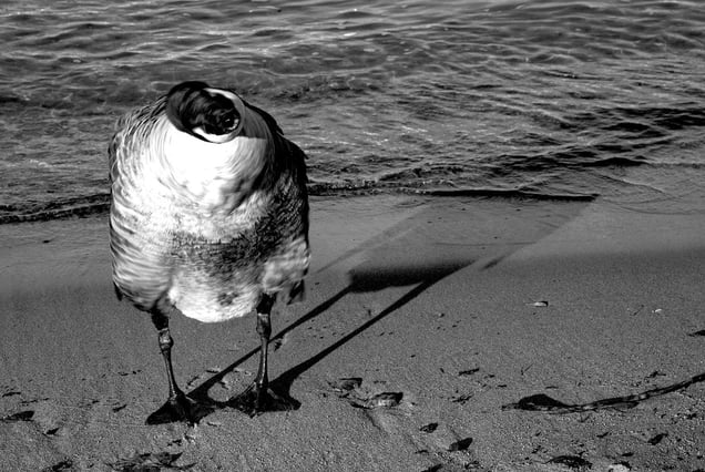 One eye goose